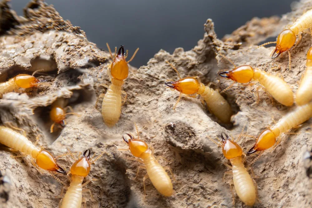 Types of Pests That Can Cause Damage to Building Structures