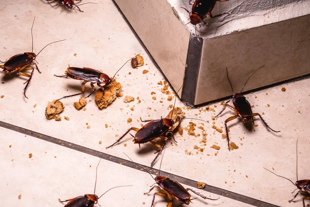 Understanding Cockroach Infestations
<p>" /></figure></p>
</div>
</div>
<div aria-hidden=