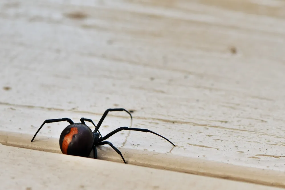 Spinning a Safe Web: Effectively Addressing Spider Concerns through Pest Inspections - Understanding Common Spiders in Australia
