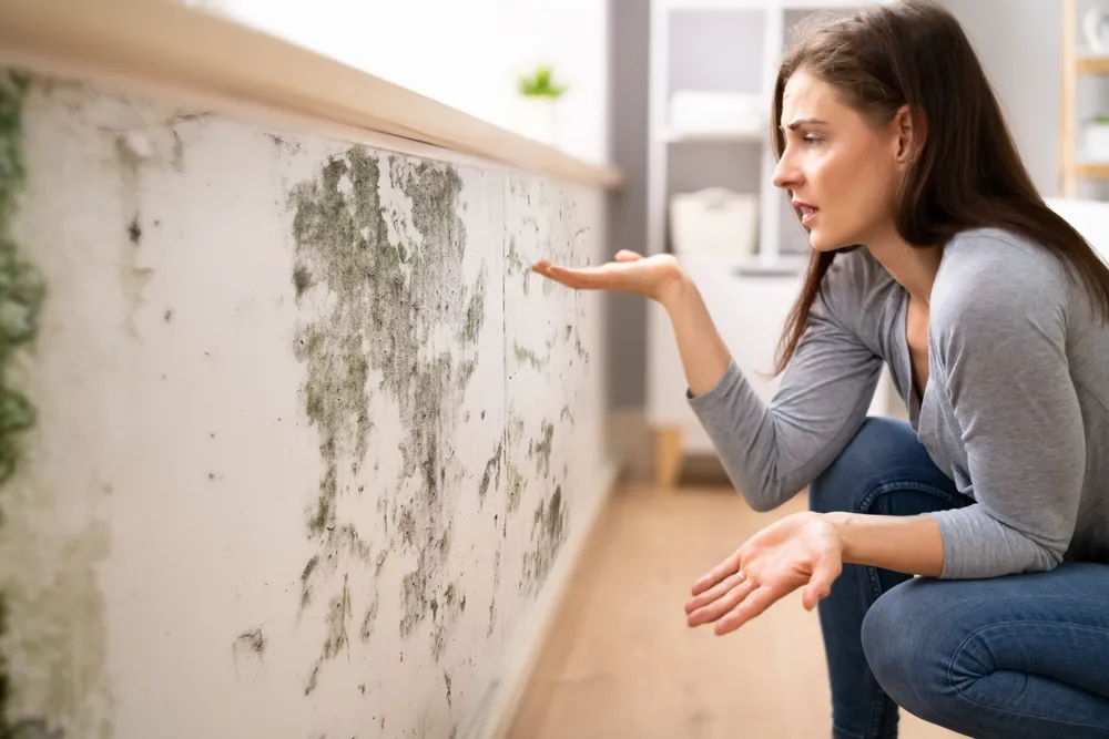 Understanding Mould Growth and its Impact