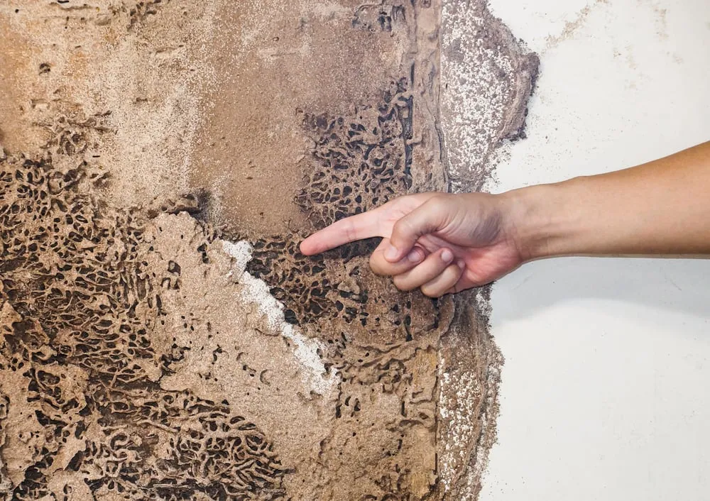 Understanding Pest and Building Inspection Reports