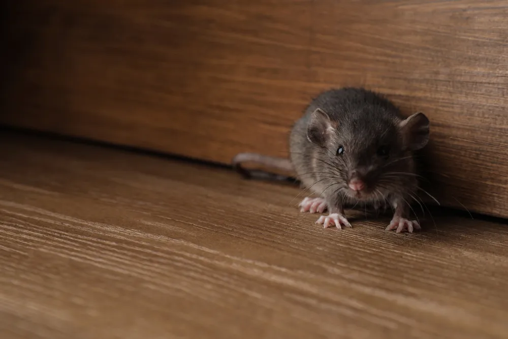Understanding Rodent Infestation:

<p>small, brown, rat, near, wooden, wall, on, floor., space, for" /></figure></p>
</div>
</div>

<p>Understanding rodent behaviour, habitat preferences, and the signs of their activity are foundational elements in effectively addressing the health risks and physical damage posed by these unwelcome inhabitants.</p>

<div aria-hidden=
