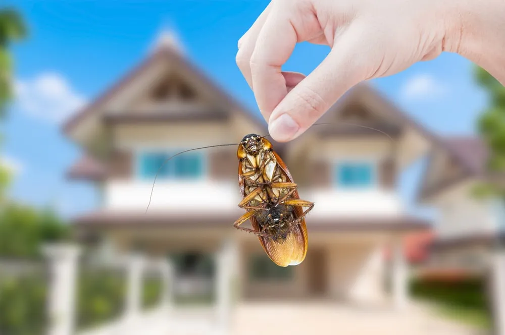 Understanding the Difference between Indoor and Outdoor Pest Inspections