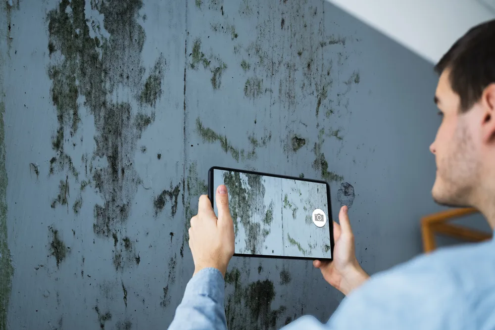 Understanding the Mould Inspection Process