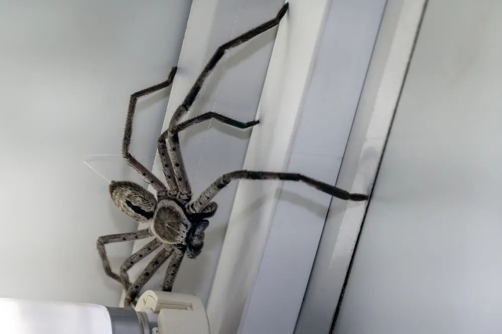 What are Arthropod Pests