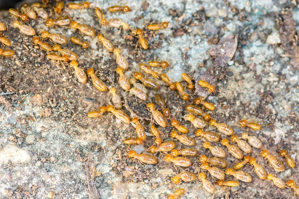 What are Timber Pests and Why are They a Concern
