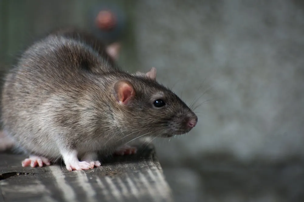 What Does a Pest Inspection Include?
<p>" /></figure></p>
</div>
<div>
<p>A comprehensive pest inspection delves deep into the bones of a property, meticulously scouring every nook and cranny for the subtle and overt signs of pest damage. </p>
<p>Such a detailed examination seeks out the traces left behind by invaders: gnawed structures, frass or droppings, and nesting areas which all indicate active or past infestations. </p>
<p>However, the scope of inspection extends beyond mere detection; it includes identifying defects in the property that could potentially offer pests easy access or hospitable conditions, such as moisture issues, cracks in the foundation, or improperly sealed entry points. </p>
</div>
</div>
<p>Throughout the process, the inspection also documents conducive conditions that may attract pests in the future, thus providing a roadmap for preventive measures. This level of investigation is crucial in arming property owners and managers with the information needed to address current issues and fortify against potential threats.</p>
<div aria-hidden=