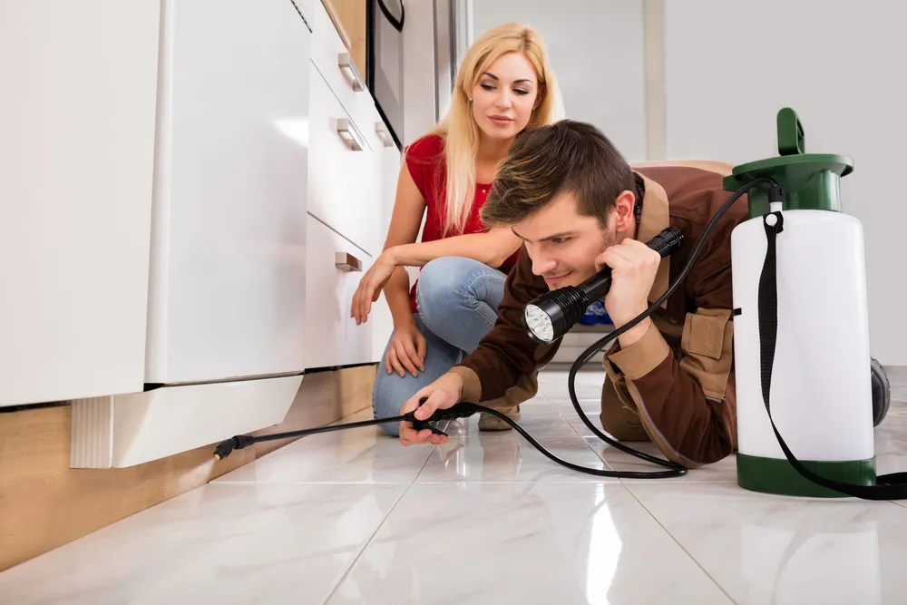What Does a Pest Inspection Look Like