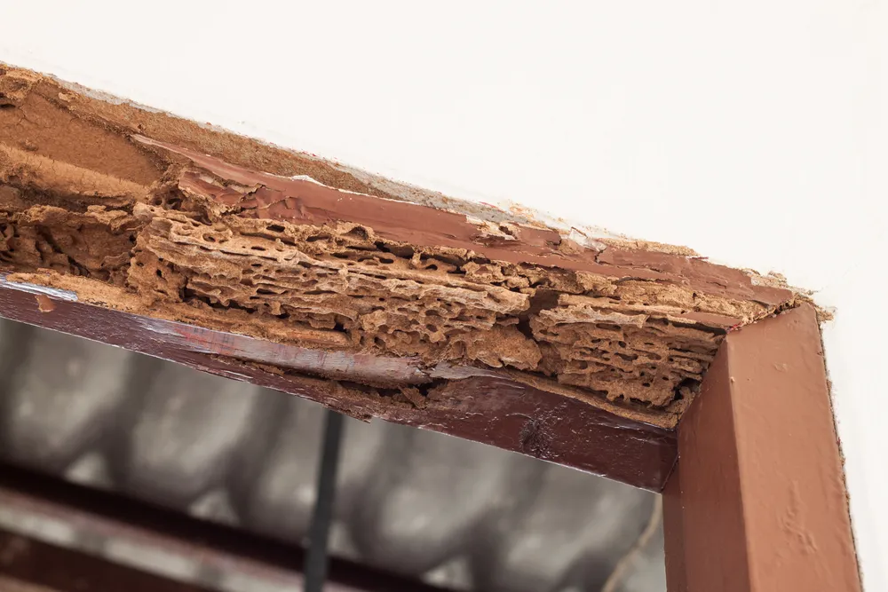 What Does a Timber Pest Inspection Cover