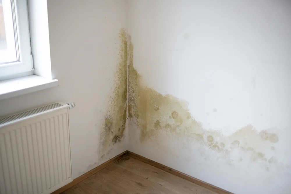 What is a Mould Inspection Report