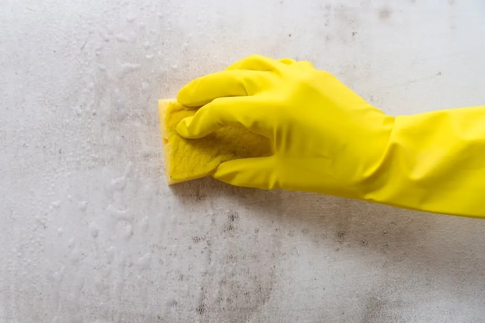 What to Do After the Mould Inspection