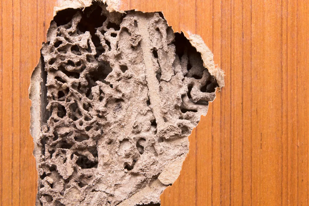 What to Expect During a Termite Inspection

<p>" /></figure></p>
</div>

<div>
<p>Embarking on a termite inspection, our expert team commits to a meticulous examination of your home, leaving no stone unturned. All accessible areas, from attic to basement and in-between, become the focus of our detailed search for the elusive signs of termite activity. </p>

<p>Our professionals are trained to spot the often-overlooked indicators, ranging from subtle wood deformities to the tell-tale mud tubes that signal a termite highway. We probe spaces that are most vulnerable to termite invasion, ensuring that if there’s evidence to be found, we will uncover it. </p>

<p>This thorough process is designed not only to detect current infestations but also to pinpoint potential future risk areas, securing your home against the silent threat of termite damage.</p>
</div>
</div>

<div aria-hidden=