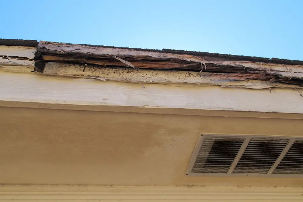 Why a Pre-Purchase Pest Inspection is Essential