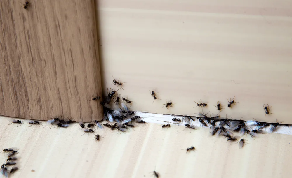 Why is a Pest Inspection Important