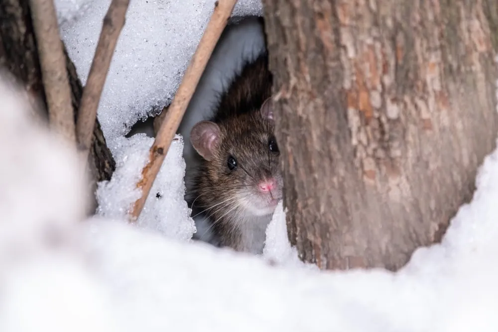 Winter Pest Control Strategies
<p>" /></figure></p>
</div>
<div>
<p>Winter poses unique challenges for pest control in commercial buildings, as the cold weather drives rodents and insects to seek refuge in the warm indoors. Implementing an effective pest control strategy during these months becomes crucial, as these unwanted visitors can cause health issues and damage to the property. </p>
<p>This strategy should include regular inspections to identify and seal off potential entry points, such as gaps in doorways or cracks in the building’s foundation. Proper sanitation must also be maintained to ensure that food remnants or trash do not attract pests seeking nourishment. </p>
<p>Additionally, working with a professional pest control service can provide tailored solutions that fortify your building against infestations, keeping your commercial space safe and secure throughout the winter season.</p>
</div>
</div>
<div aria-hidden=