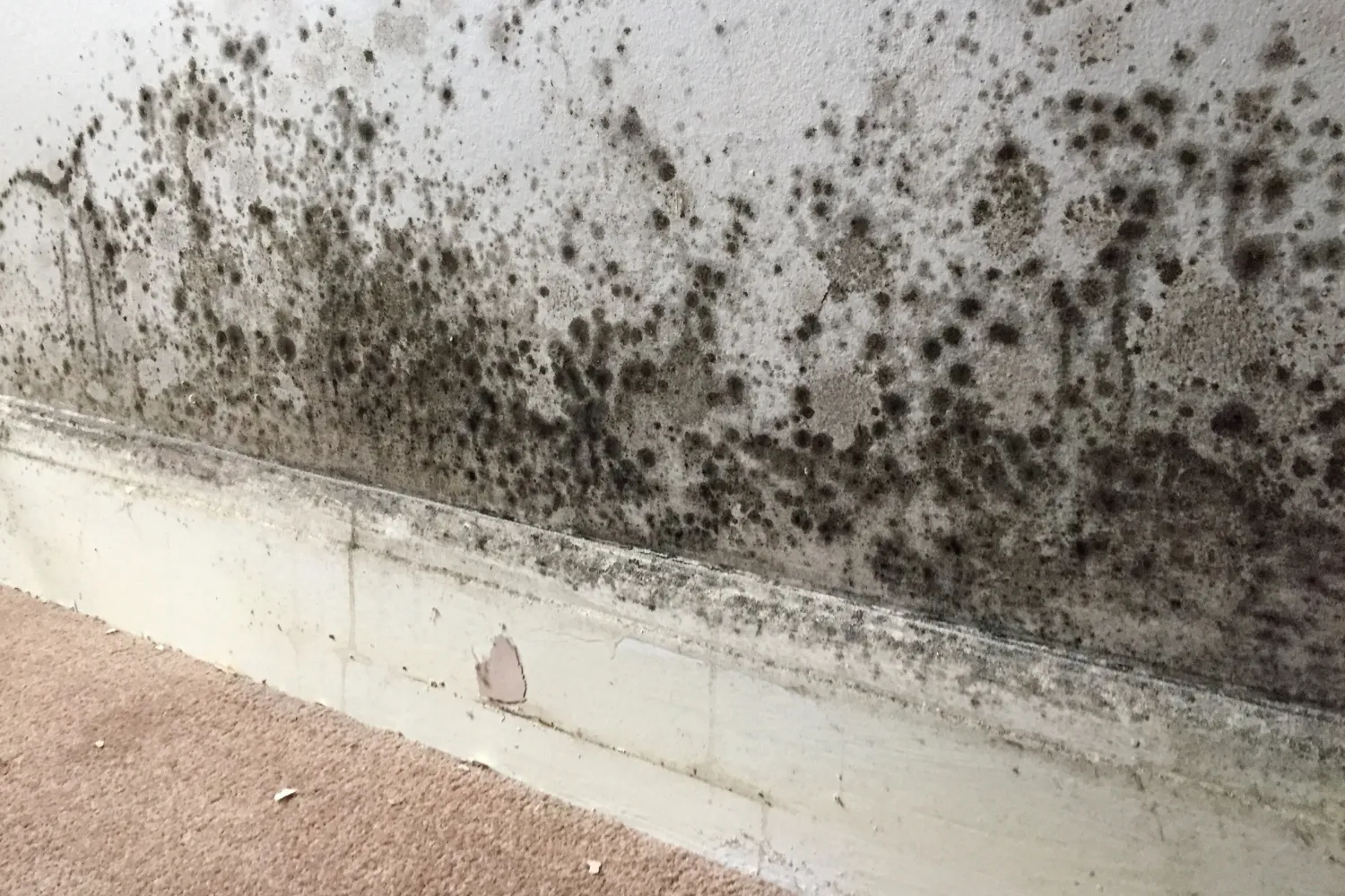 Mould inspection on an interior wall