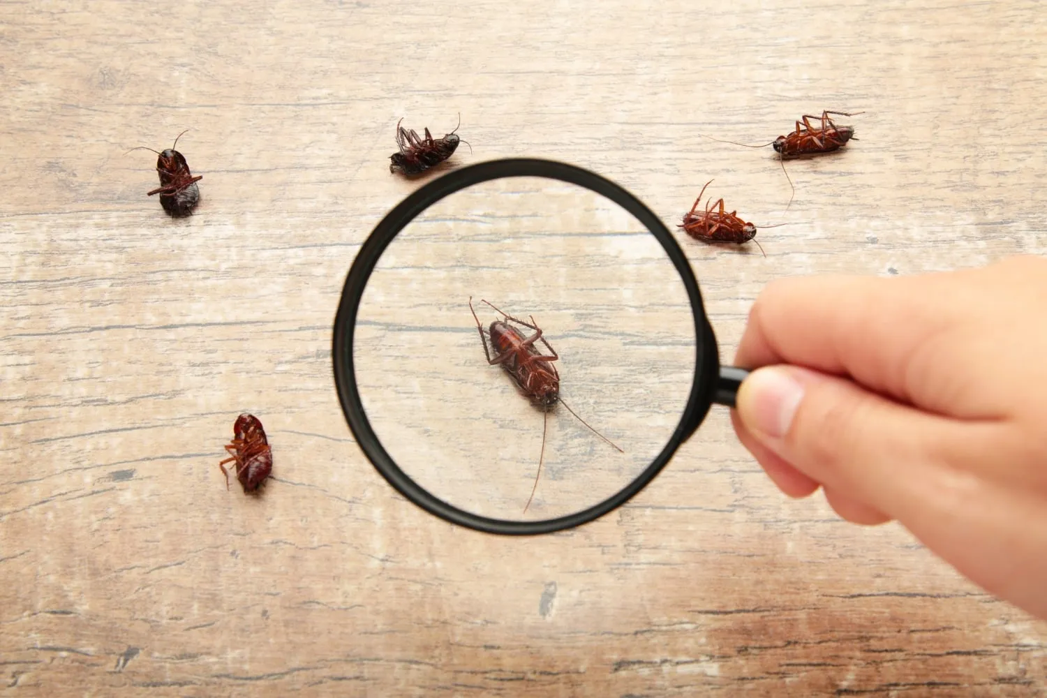 Pest inspection close-up
